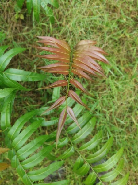 Pousse Feuillue Sauvage Fougère Blechnum Occidentale — Photo