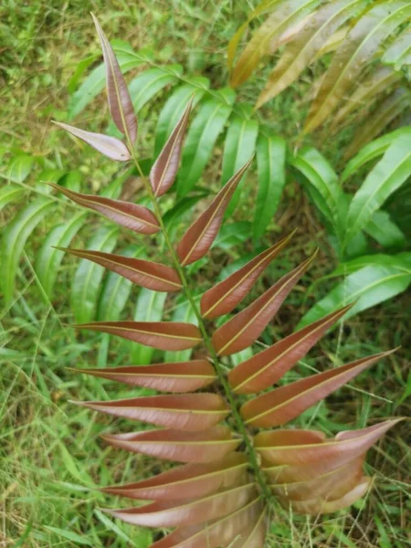 Brote Hojas Silvestres Helecho Blechnum Occidentale — Foto de Stock