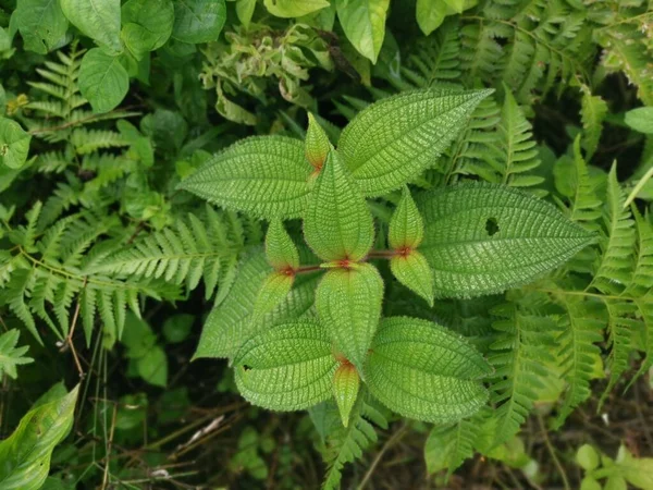 Wilde Struiken Van Clidemia Hirta Plant — Stockfoto