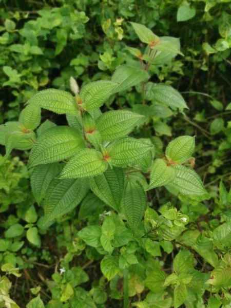 Arbustos Silvestres Planta Hirta Clidemia —  Fotos de Stock