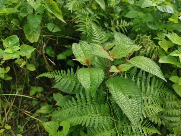 Arbustos Selvagens Planta Clidemia Hirta — Fotografia de Stock