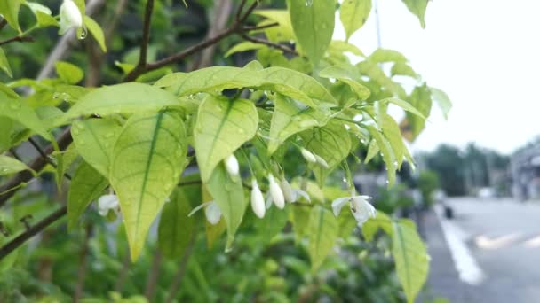 Agua Verde Jazmín Flor Blanca Planta — Vídeo de stock