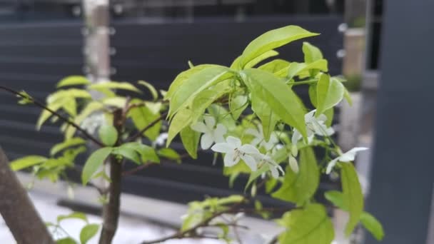 緑の水ジャスミンの白い花の植物 — ストック動画