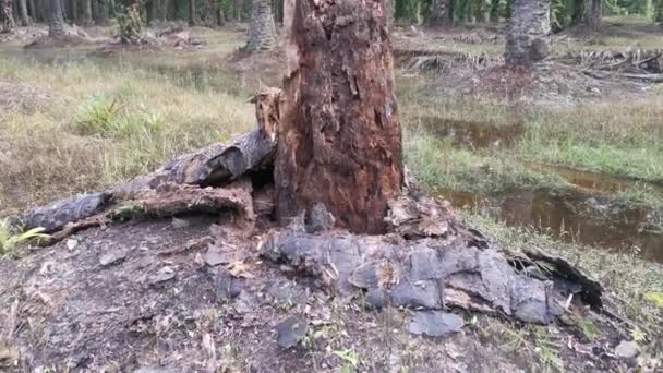 腐ったヤシの木の幹のシーン — ストック動画