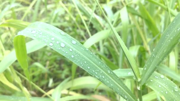 Scène Rosée Matin Sur Lame Sauvage Des Herbes Après Fortes — Video