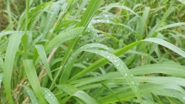 Scène Van Ochtend Dauw Het Wilde Grassprietje Zware Regen — Stockvideo