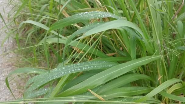 Scene Morning Dew Wild Blade Grasses Heavy Rain — Stock Video
