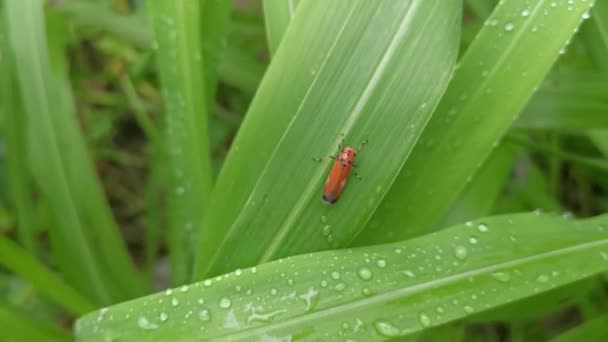 Scène Rosée Matinale Sur Herbe Sauvage Avec Feuille Orange Planteur — Video