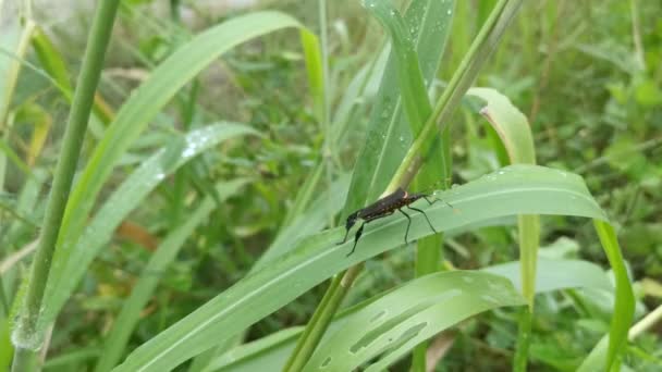 Scène Rosée Matin Sur Herbe Sauvage Avec Punaise Pattes Feuilles — Video