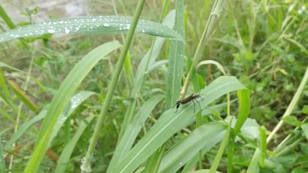 Scène Rosée Matin Sur Herbe Sauvage Avec Punaise Pattes Feuilles — Video