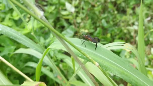 Scène Rosée Matin Sur Herbe Sauvage Avec Punaise Pattes Feuilles — Video