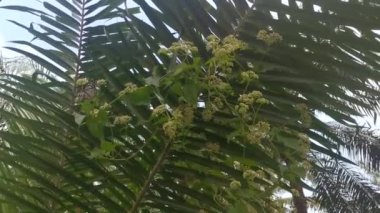 Vahşi çalılar mikania 'ya tırmanıyor, ot tarıyor.