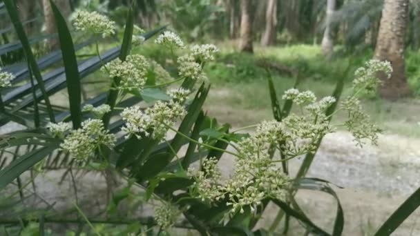 Wild Bushy Climbing Mikania Scandens Weed Plant — Stock Video