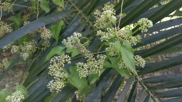 Silvestre Arbustiva Escalada Mikania Scandens Planta Malezas — Vídeos de Stock