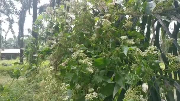 Silvestre Arbustiva Escalada Mikania Scandens Planta Malezas — Vídeos de Stock