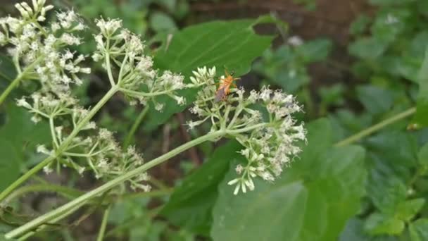 Naranja Asesino Bug Posado Mikania Scandens Hierba Flores — Vídeos de Stock