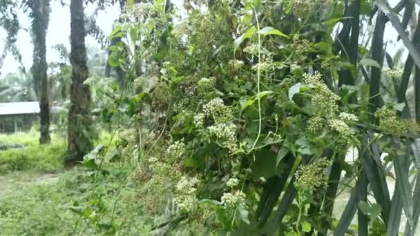 Sauvage Buissonnante Escalade Mikania Scandens Herbe Plante — Video