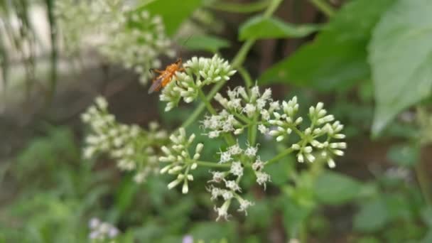 Oranje Killer Bug Zittend Mikania Schandalen Onkruid Bloemen — Stockvideo