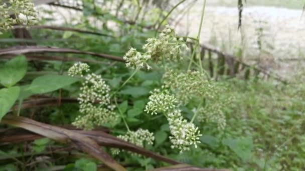 Silvestre Arbustiva Escalada Mikania Scandens Planta Malezas — Vídeos de Stock