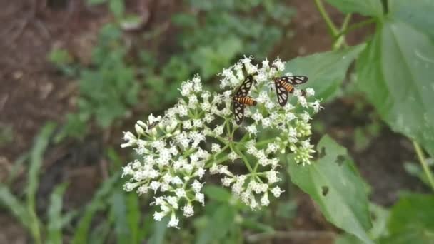 Mariposa Manchada Laranja Poleiro Mikania Escandaliza Flores Ervas Daninhas — Vídeo de Stock