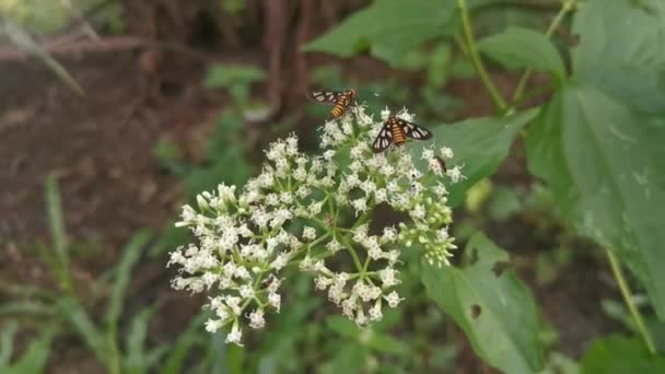 Mariposa Manchada Laranja Poleiro Mikania Escandaliza Flores Ervas Daninhas — Vídeo de Stock