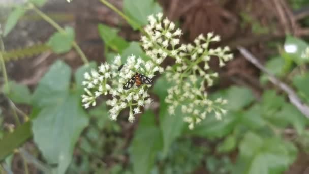 オレンジ色の斑点のある蛾がミカニアの雑草の花に熟す — ストック動画