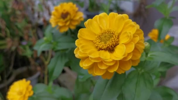 Orange Eller Gul Färgad Zinnia Elegans Blomma — Stockvideo