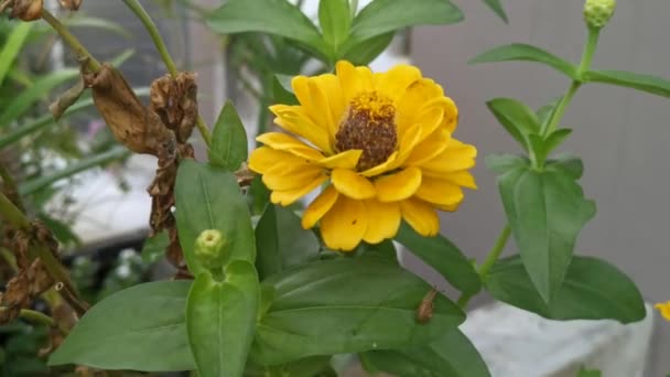 Fleur Zinnia Elegans Orange Jaune — Video