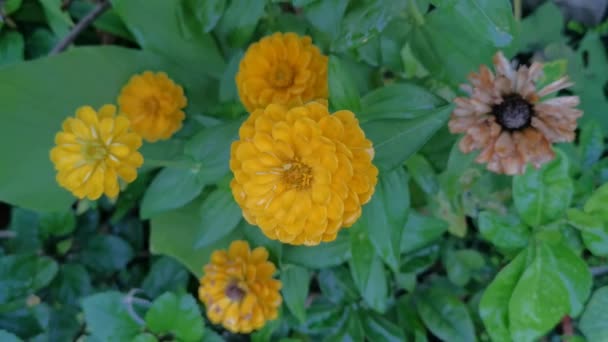 Pomarańczowy Lub Żółty Kolor Cynku Elegans Kwiat — Wideo stockowe