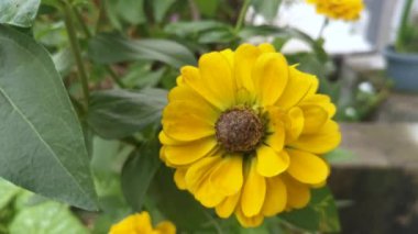 turuncu ya da sarı renkli zinnia zarif çiçekleri