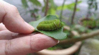 yeşil papilio demoleus caterpillar limon yaprağı üzerinde.