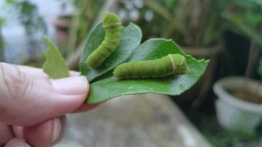 yeşil papilio demoleus caterpillar limon yaprağı üzerinde.