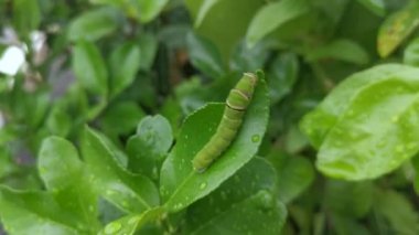 yeşil papilio demoleus caterpillar limon yaprağı üzerinde.