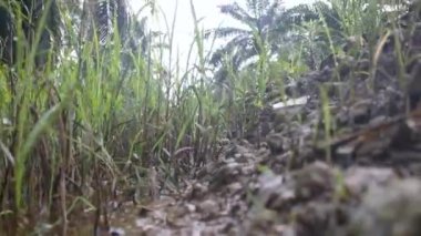 Çamurlu nehirdeki büyümenin yakın çekim sahnesi.