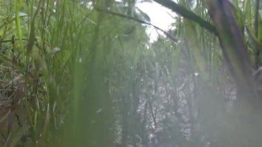 Çamurlu nehirdeki büyümenin yakın çekim sahnesi.