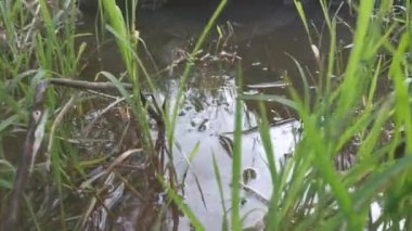 Çamurlu nehirdeki büyümenin yakın çekim sahnesi.