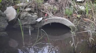 Çamurlu nehirdeki büyümenin yakın çekim sahnesi.