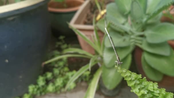 Pequena Damselfly Poleiro Nas Pontas Folha — Vídeo de Stock