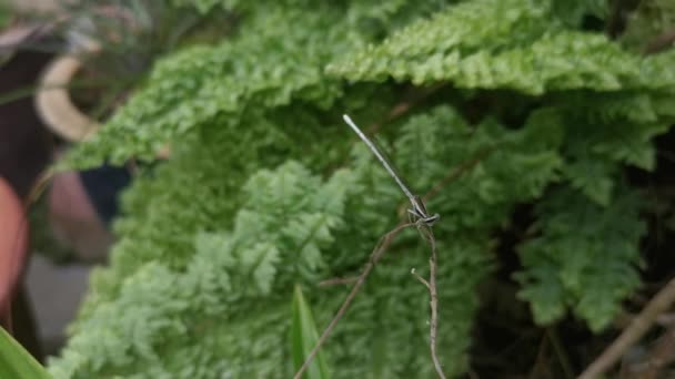 Yaprağın Ucuna Tüneyen Küçük Bir Kızböceği — Stok video