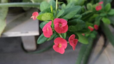 Euphorbia değirmeni Dikenli Taç Bitkisi