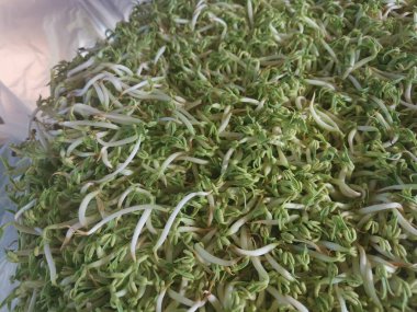 Dev bir çift taze fasulye filizi.