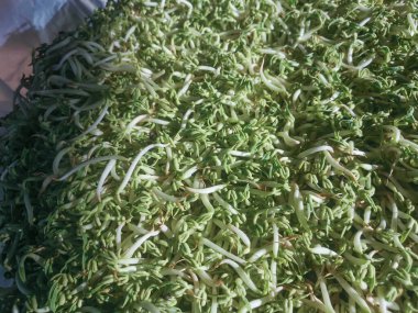 Dev bir çift taze fasulye filizi.