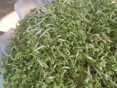 Dev bir çift taze fasulye filizi.