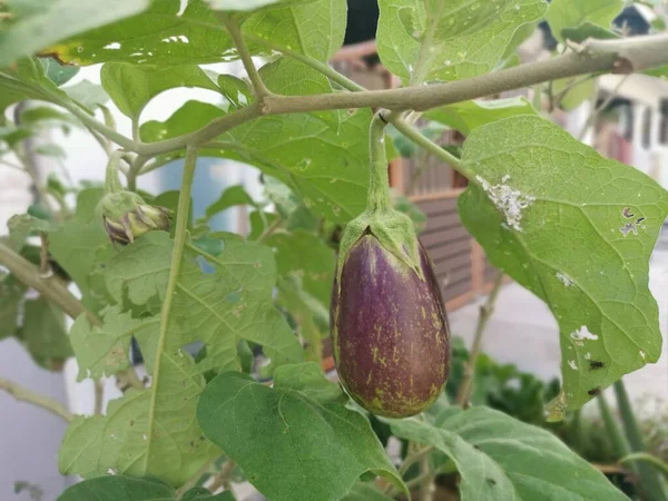 Bahçede Büyüyen Yuvarlak Mor Patlıcan — Stok fotoğraf