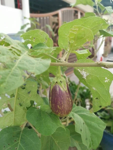 Shaped Purple Eggplant Growing Garden — Stock Photo, Image