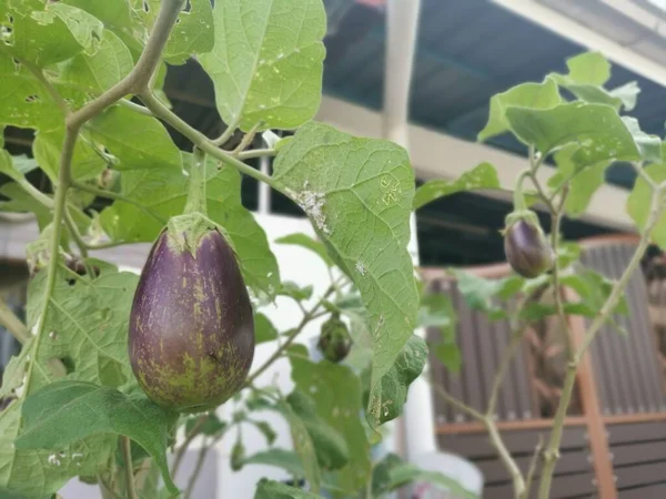 Shaped Purple Eggplant Growing Garden — Stock Photo, Image