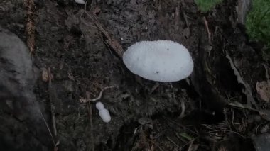 Beyaz orman mantarları ya da çürüyen ağaçlardan filizlenen mantarlar..