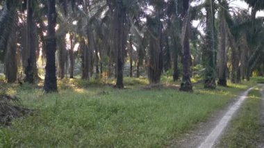 Sabah güneş ışığı tarlaların kırsal çalılıklarında.