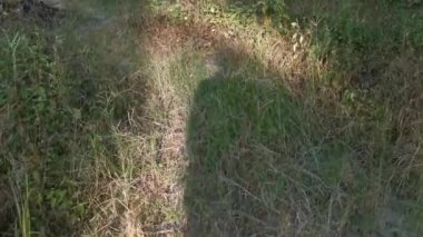 Ormanda yürüyen birinin bilinmeyen gölgesi..