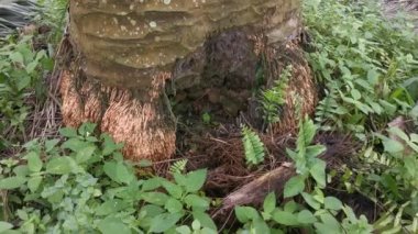 Hurma ağacının altında çürümüş bir delik var.